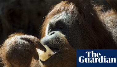 Orangutans prefer food associated with sounds of laughter, study suggests | Animal behaviour