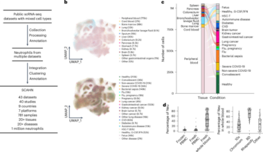A single-cell atlas of human neutrophils reveals neutrophil heterogeneity across health and disease