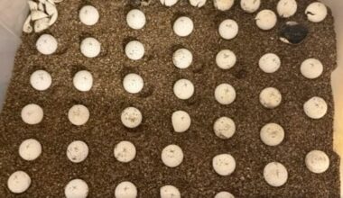 Rescuers Take In 55 Orphaned Eggs And Wait All Summer For Them To Hatch