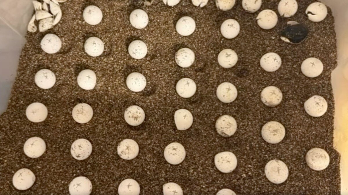 Rescuers Take In 55 Orphaned Eggs And Wait All Summer For Them To Hatch