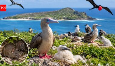 After invasive rats were eliminated from a Pacific island in 2005, scientists monitored seabirds for years; three species eventually recorded populations two to ten times larger than before the removal