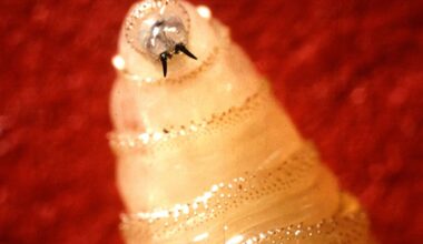 ‘Flesh-eating’ screwworm confirmed in US wildlife as officials scramble to contain spread