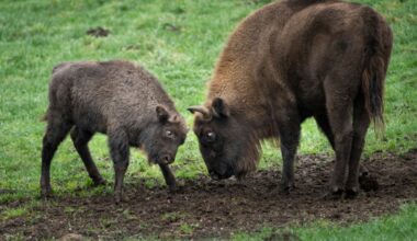 New Swiss location deemed viable for establishing European bison