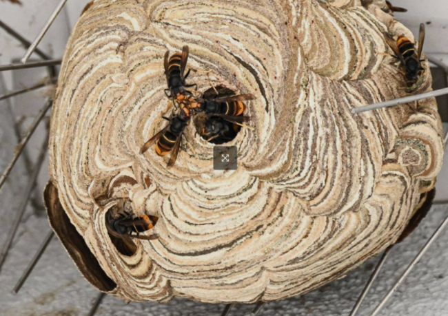 ASIAN HORNET