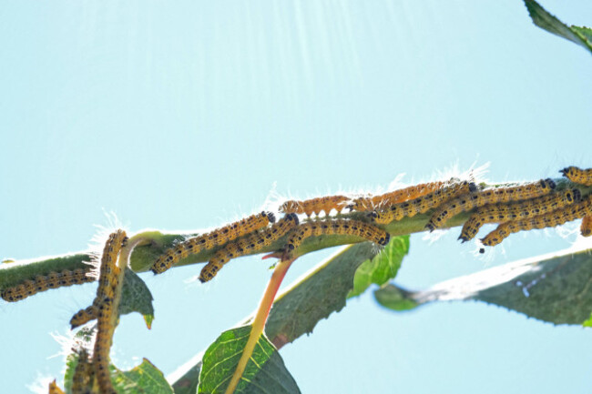 gruppenbildung-von-raupen-gefrassige-raupen-der-weiden-gespinstmotte-yponomeuta-rorrella-feldwies-bayern-deutschland-caterpillar-grouping-voracious-caterpillars-of-the-willow-web-moth-yponom
