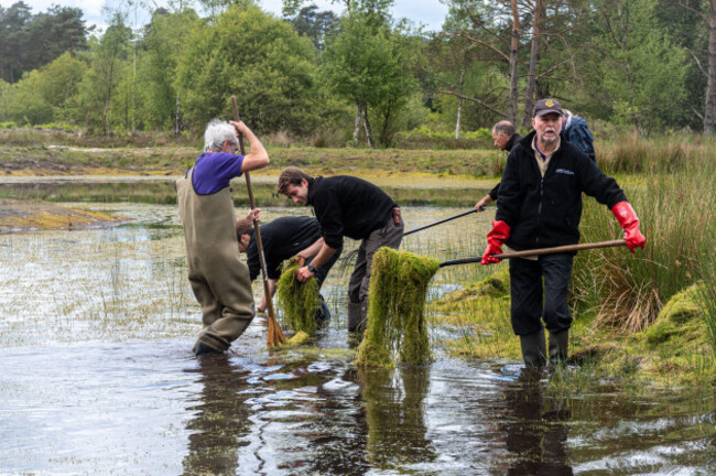 volunteers-and-conservation-workers-removing-the-invasive-plant-crassula-helmsii-a-non-native-introduced-species-from-a-large-pond-in-hampshire-uk