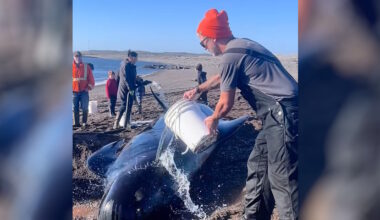 Burin Peninsula Residents Team Up to Save Pilot Whales