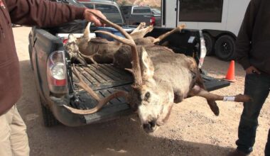 Harvest a deer? Better get it checked for chronic wasting disease