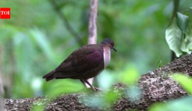 In 2025, conservation teams began removing invasive rats and pigs from a Pacific island; by 2026, native forests were regenerating, rare birds were nesting and sea turtles had returned after decades