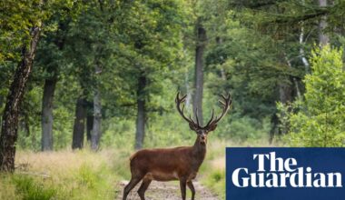 Cycling in the wild heart of the Netherlands: an autumnal break in the Veluwe | Netherlands holidays