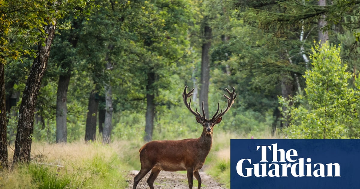 Cycling in the wild heart of the Netherlands: an autumnal break in the Veluwe | Netherlands holidays