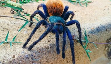 Spider season: Big spiders enter UK homes as tarantulas seen