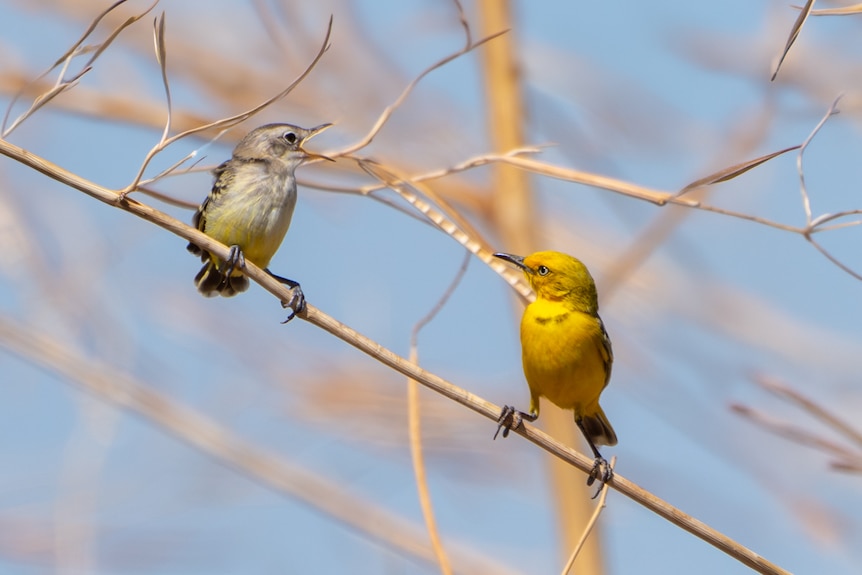 A yellow chat sits on a branch next to another small bird, it has bright yellow feathers and light-coloured eyes.