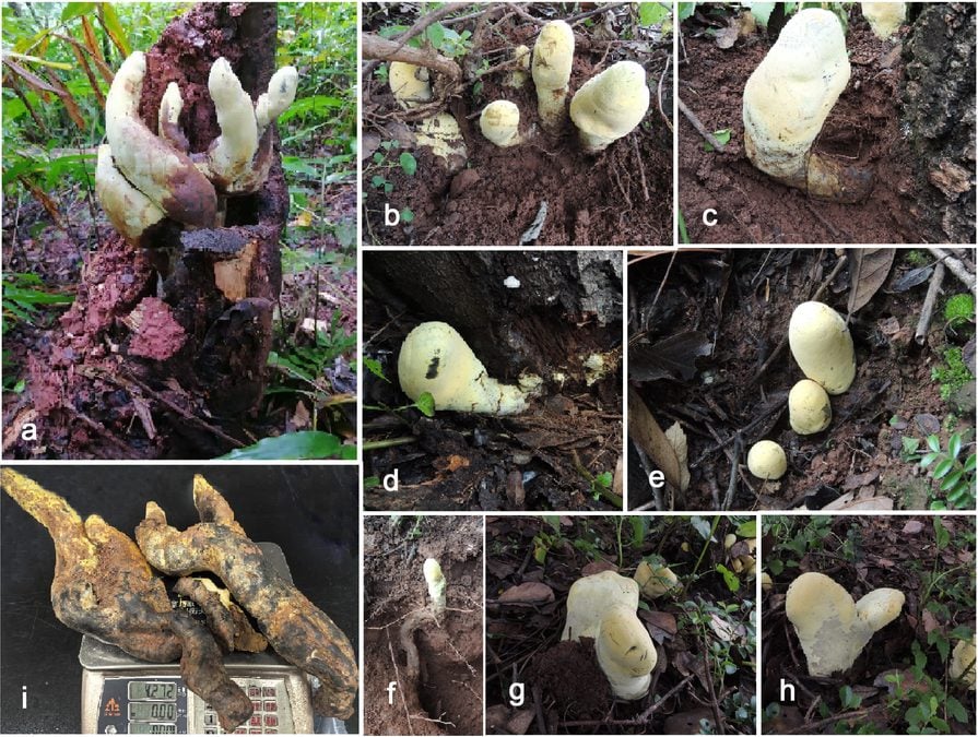 Gigantic New 'King' Fungus From China Adds Evidence to Global Fungi Boom Post-Asteroid