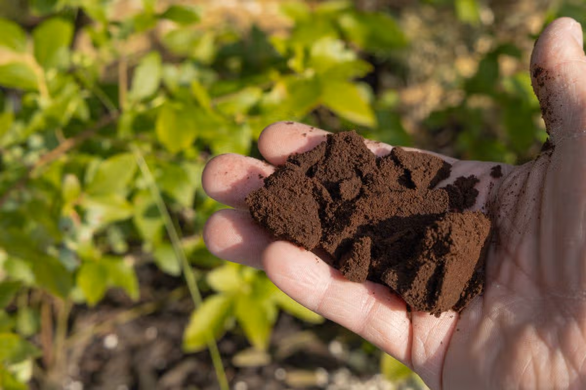 Coffee grounds as fertiliser