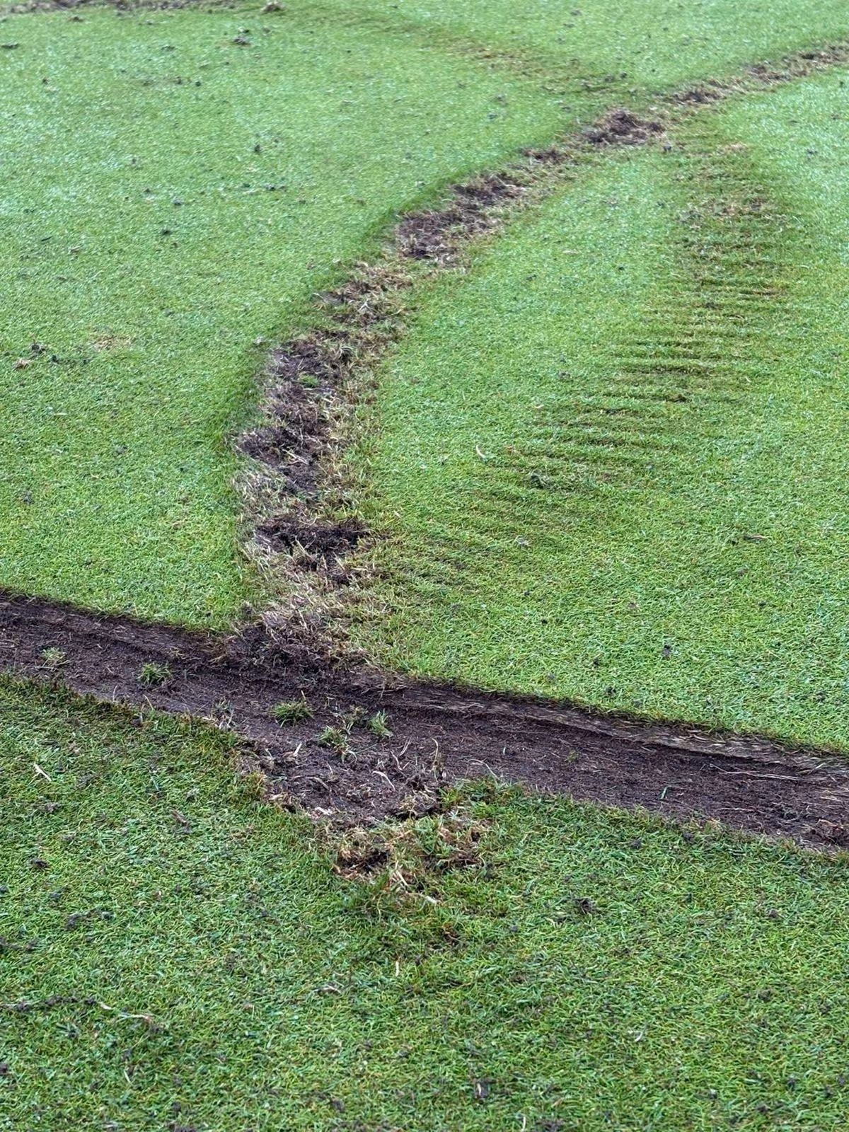 A damaged golf green