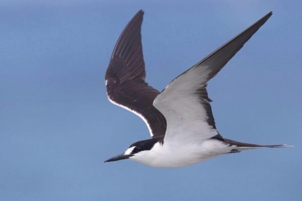 A bird with a white underbelly and black outer feathers.