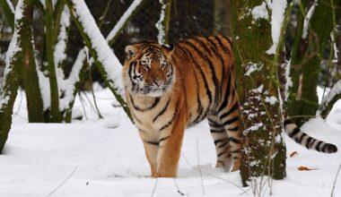 Man dies after entering tiger enclosure at England wildlife park | Wildlife News