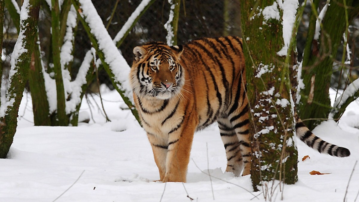 Man dies after entering tiger enclosure at England wildlife park | Wildlife News
