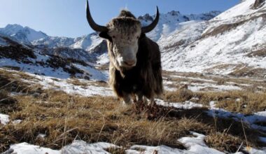 Famous Siberian cave yields remains of yak-like Ice Age mammal