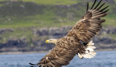 Plans for Cumbria white-tailed eagle return move a step closer