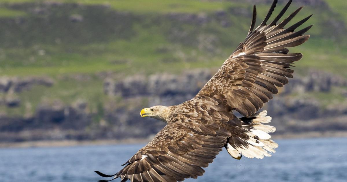 Plans for Cumbria white-tailed eagle return move a step closer