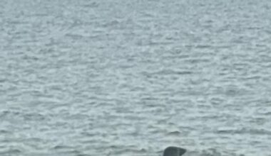 Seals spotted at Avon beach and River Stour in Dorset