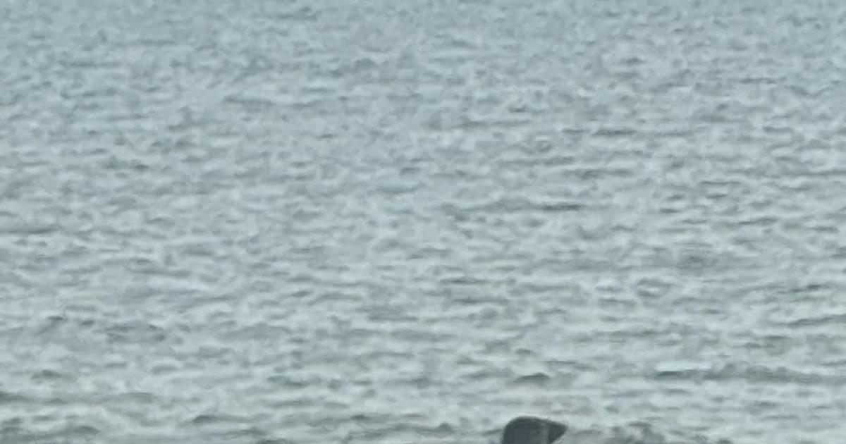 Seals spotted at Avon beach and River Stour in Dorset