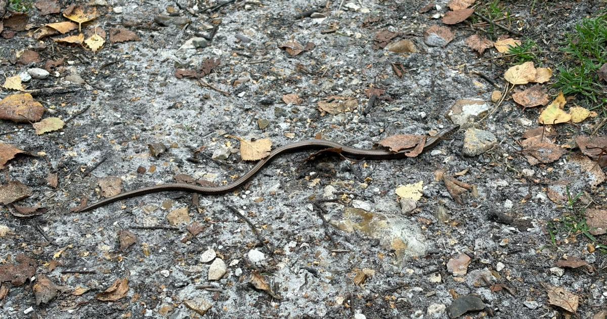 Tiny slow worm spotted slithering through the New Forest