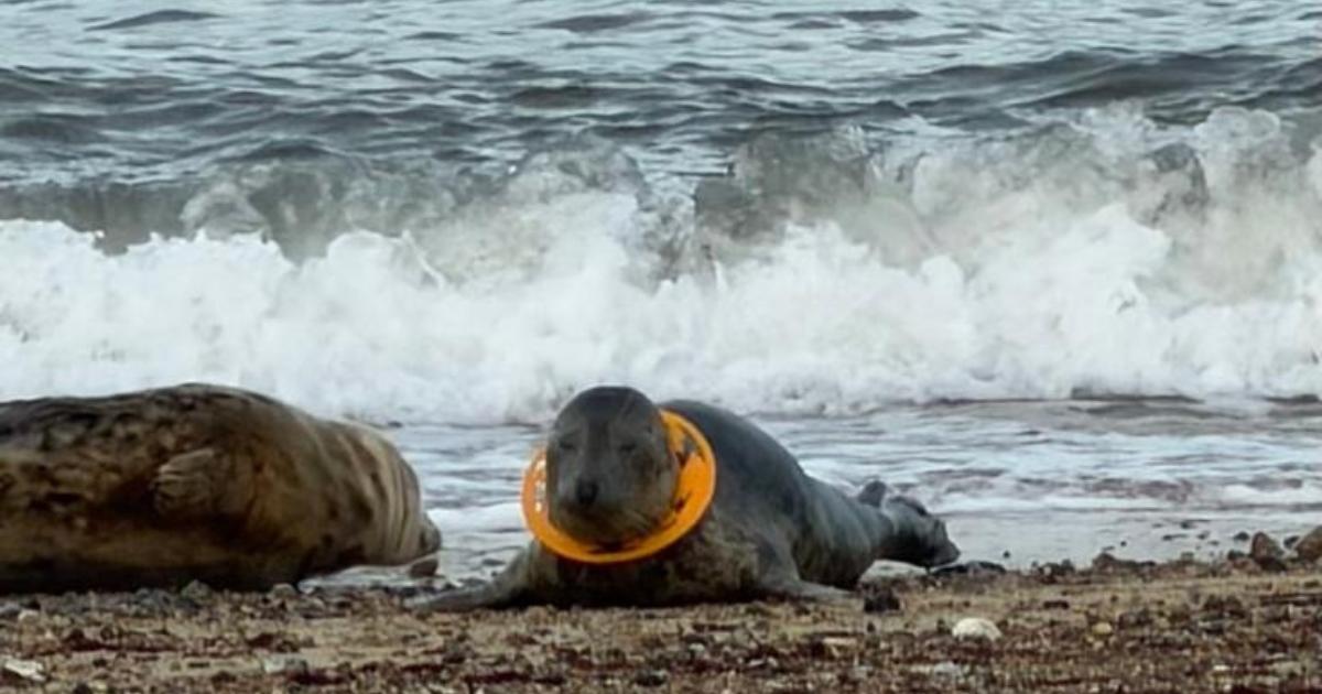 Three seals rescued in Norfolk after plastic waste injuries