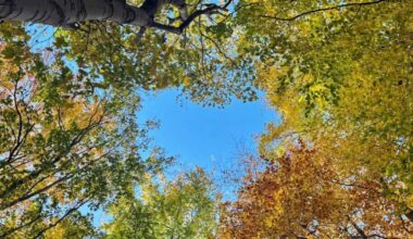 Reading Chronicle readers capture Berkshire autumn beauty