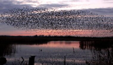 Norfolk Wildlife Trust: Magic of murmurations