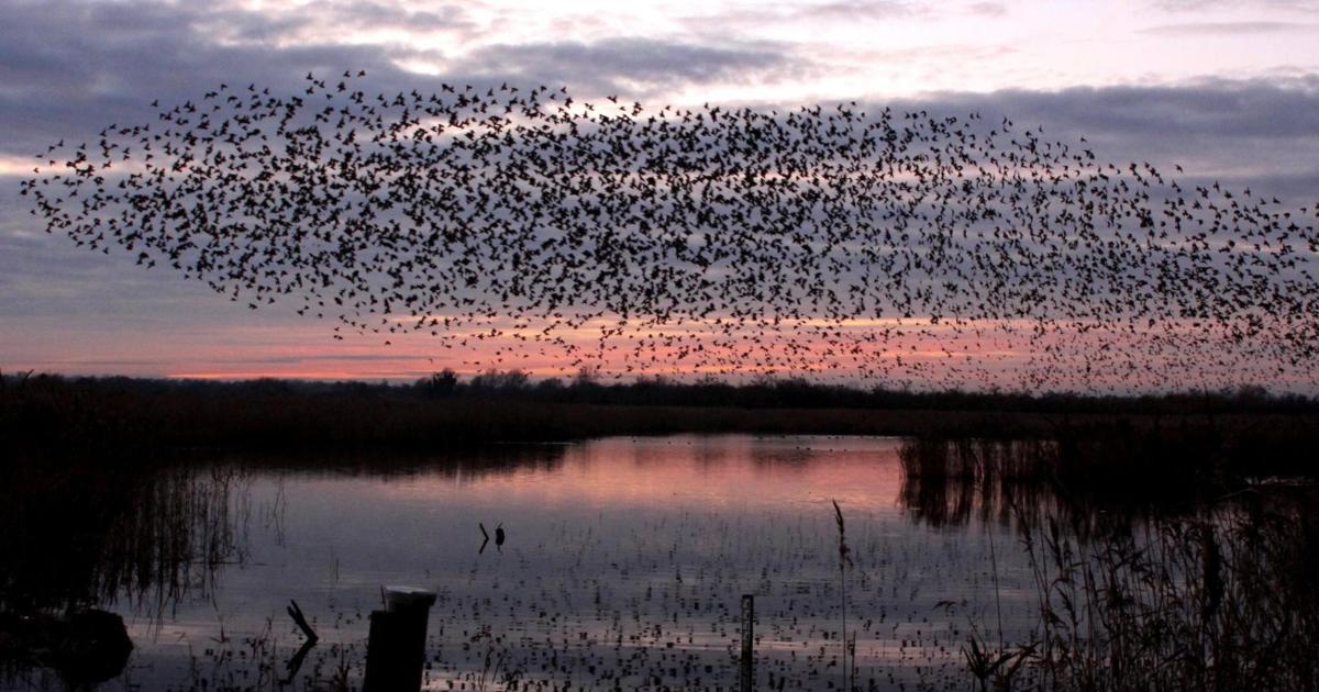 Norfolk Wildlife Trust: Magic of murmurations