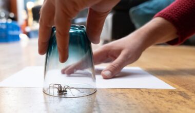 Chester Zoo: myth busting and facts about spiders season