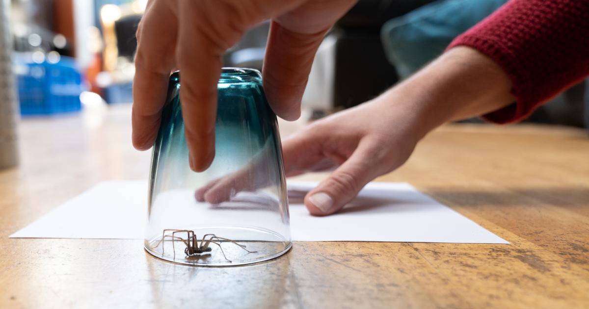 Chester Zoo: myth busting and facts about spiders season