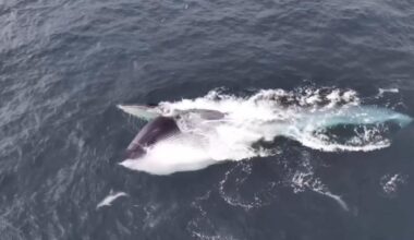 Fin whale feeding off Pembrokeshire coast captured by drone