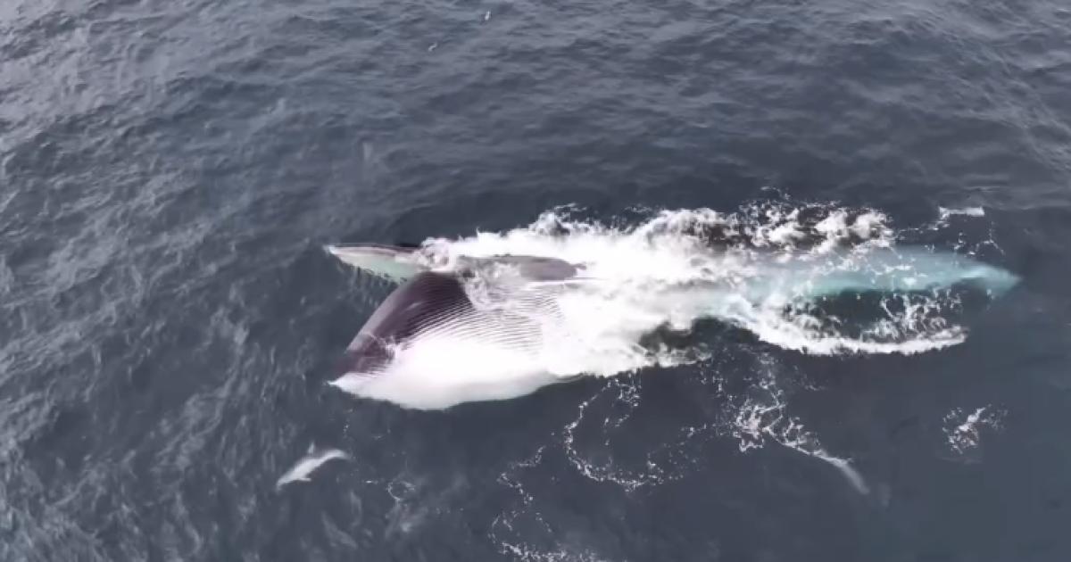 Fin whale feeding off Pembrokeshire coast captured by drone