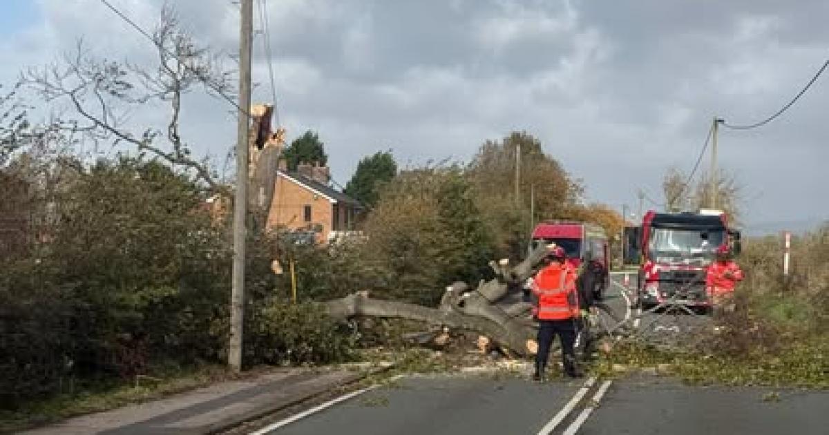 Around 200 homes without power after tree damages pole