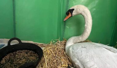 Ollie the swan taken from Suffolk park for serious infection