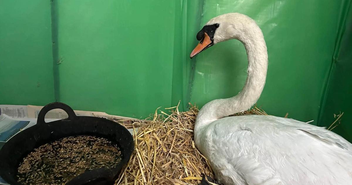 Ollie the swan taken from Suffolk park for serious infection