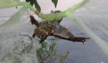 Warning over dangers of fake cobweb decoratins in Norfolk