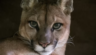 Police launch frantic hunt for ‘puma’ seen near major airport