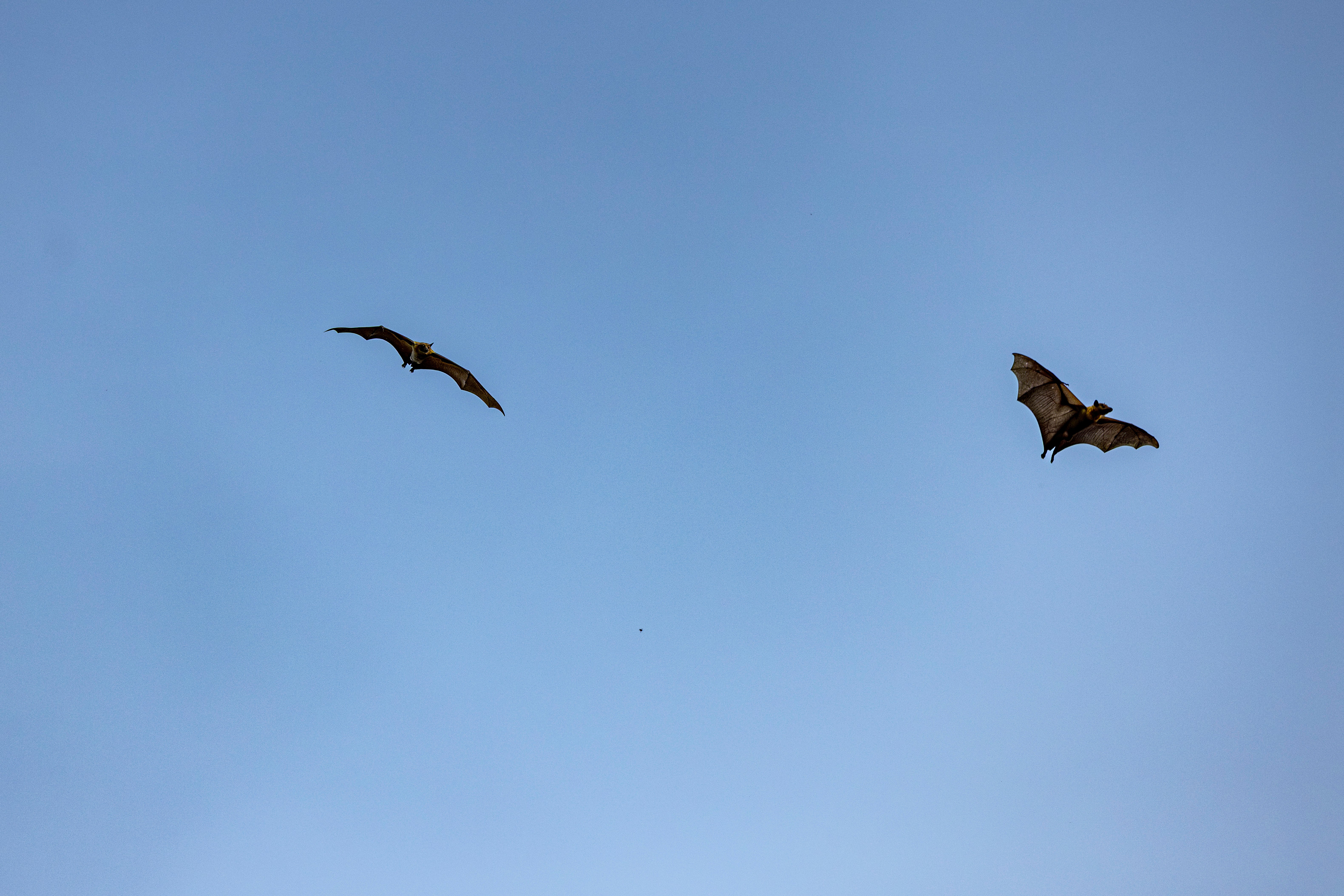 One staff member may have come into contact with a bat, prompting Health Services to consult the local health department and recommend medical care, the district said