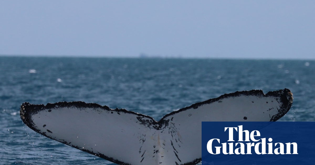 Whales on Australia’s ‘humpback highway’ are at growing risk of injury from boat and propellor strikes | Whales