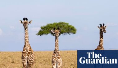 Comedy wildlife photography award finalists 2026 – in pictures - theguardian.com