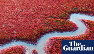 Sea of crimson: vivid ‘red beach’ transforms China’s wetlands and marshes – in pictures | China