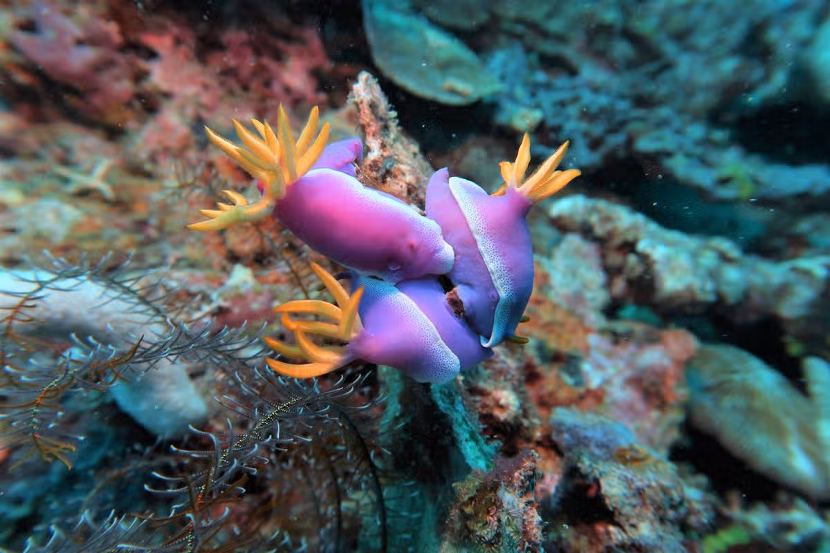 Purple Nudibranch in tropical water