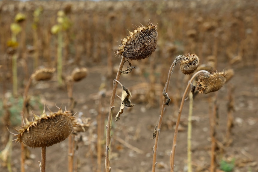 Dead sunflowers wilt in a field.