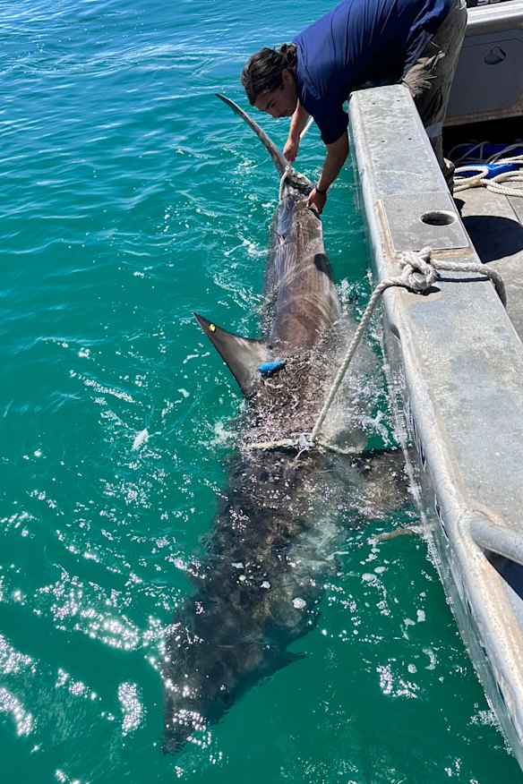 A 3.7 metre great white shark was tagged and released off Floreat beach last week.