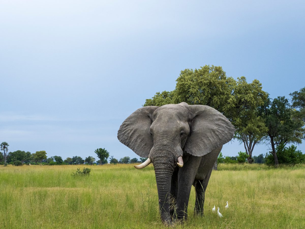 The African elephant (Loxodonta africana) in the Okavango Delta
